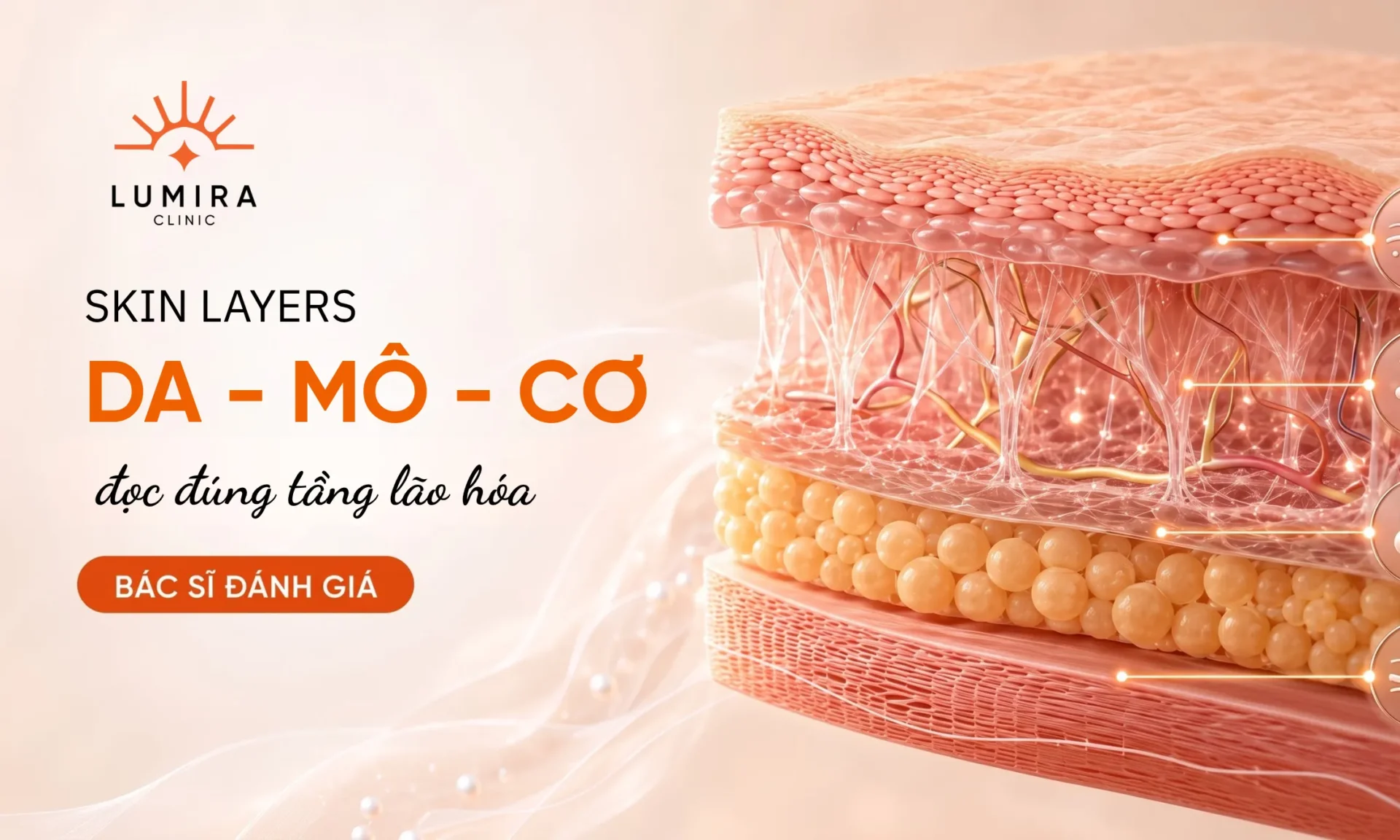 Sơ đồ các tầng da lão hóa SMAS